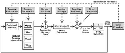 Potential Mechanisms of Sensory Augmentation Systems on Human Balance Control